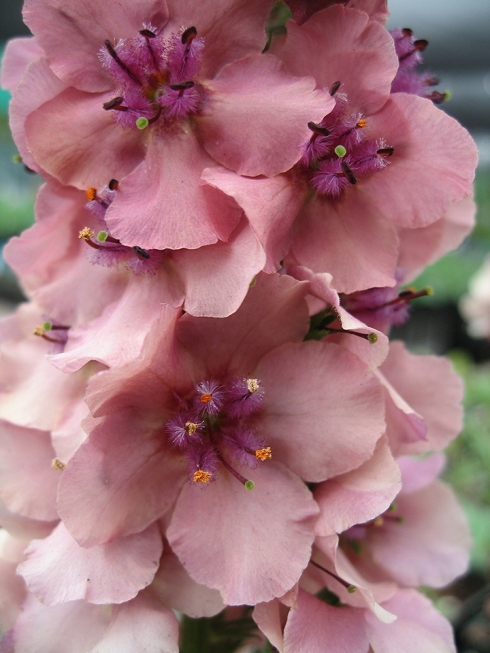verbascum_southern_charm_rose1
